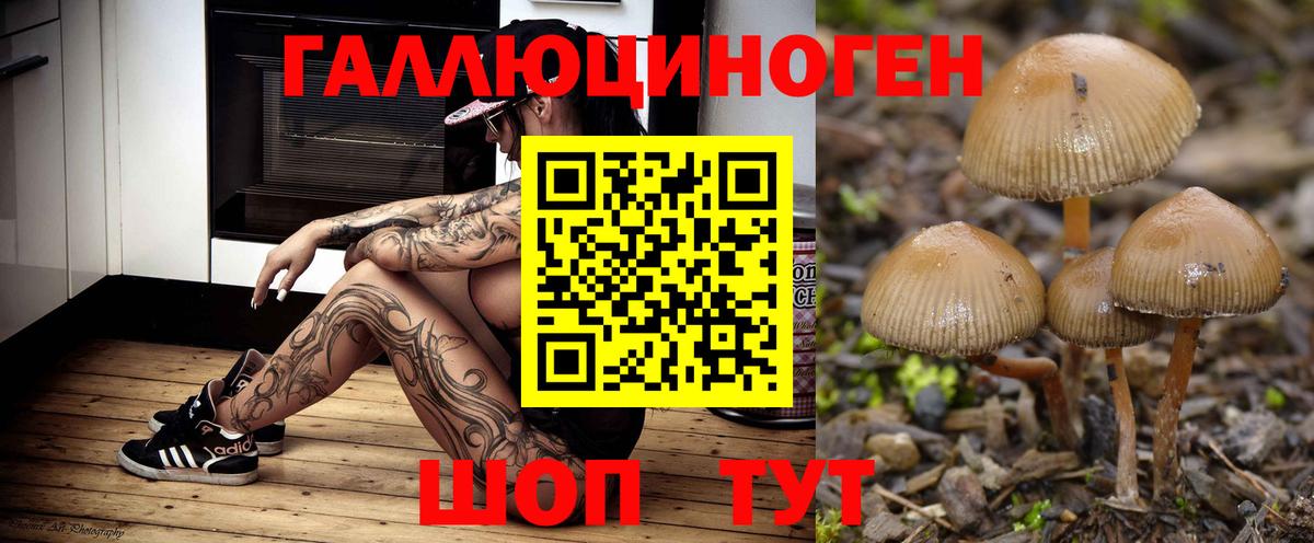 Галлюциногенные грибы Psilocybine cubensis Ялуторовск